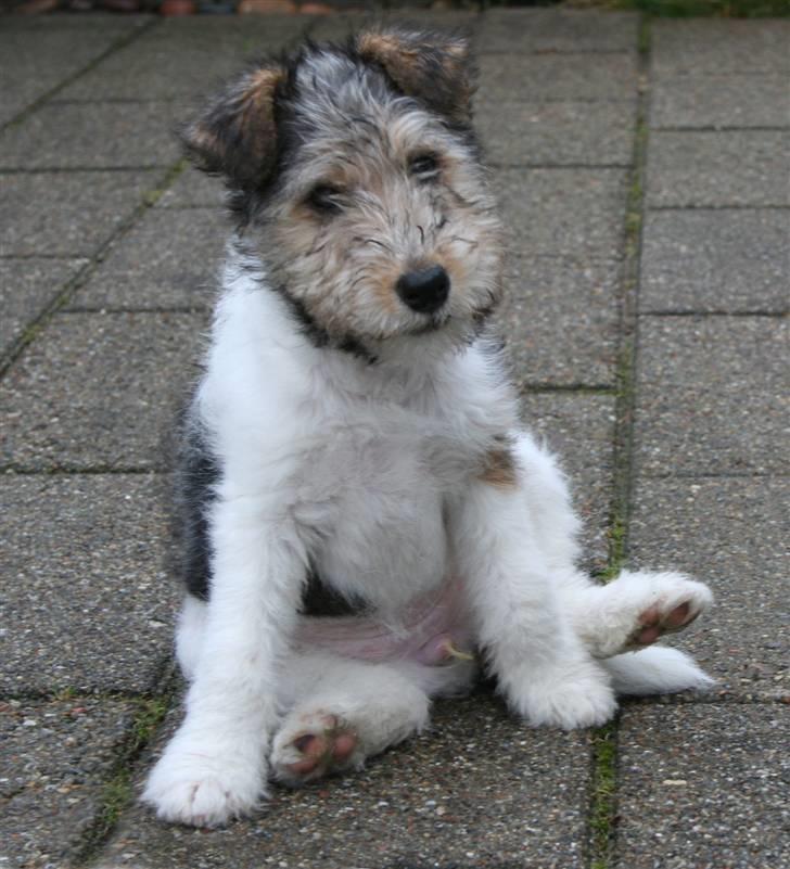 Ruhåret foxterrier "Tippe" - Tippe... da vi fik hende. billede 1