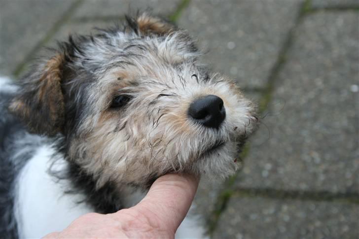 Ruhåret foxterrier "Tippe" billede 2