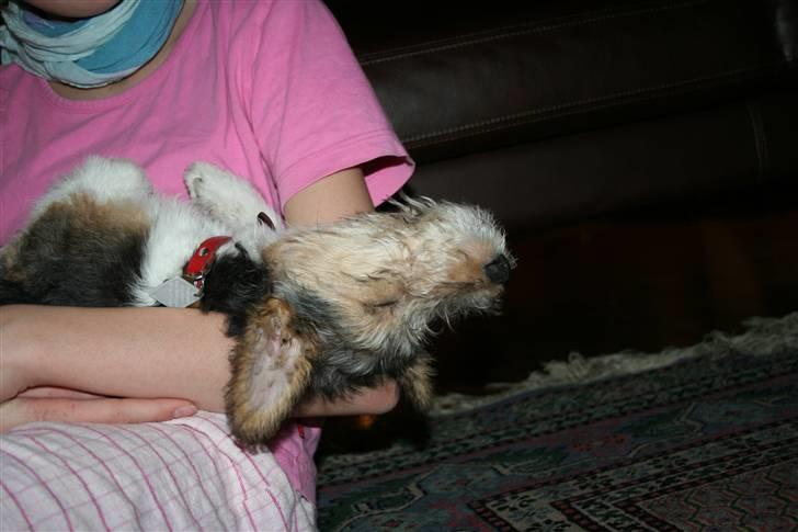 Ruhåret foxterrier "Tippe" - Man er da blevet træt..!! billede 3