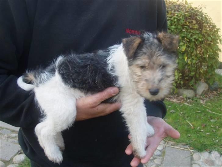 Ruhåret foxterrier "Tippe" billede 4