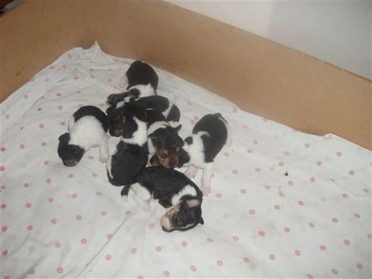 Ruhåret foxterrier "Tippe" - Her kan du lege... find Tippe billede 5