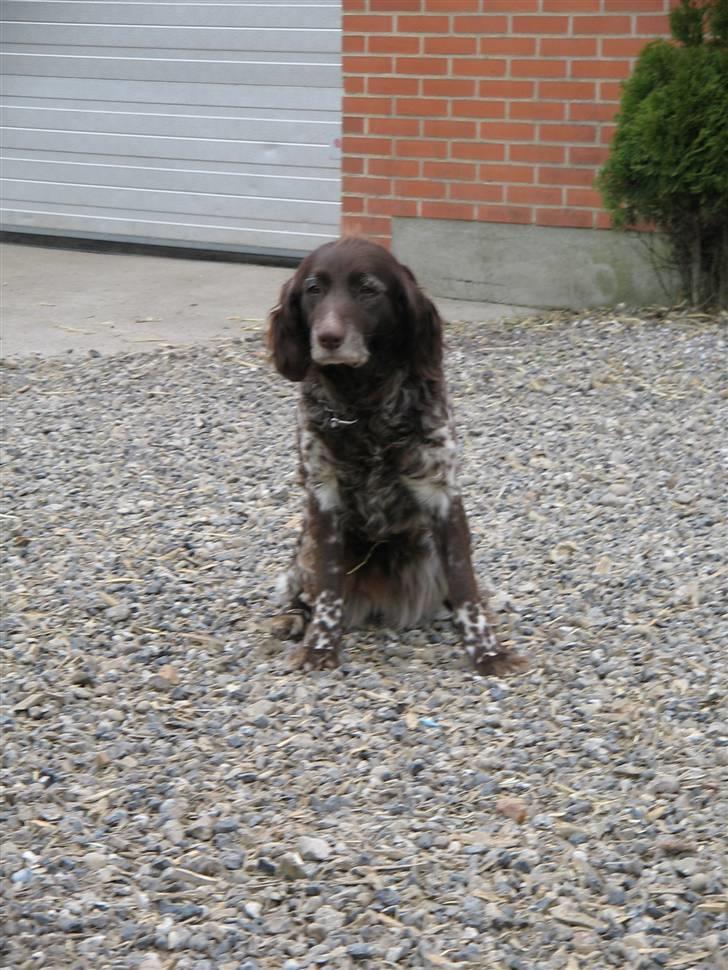 Kleiner münsterländer Tassi billede 6