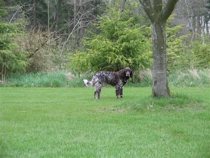 Kleiner münsterländer Tassi billede 7