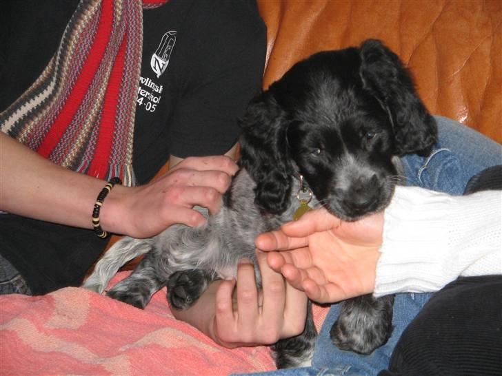 Grosser Münsterländer Bess - det er bess da hun var lille billede 1