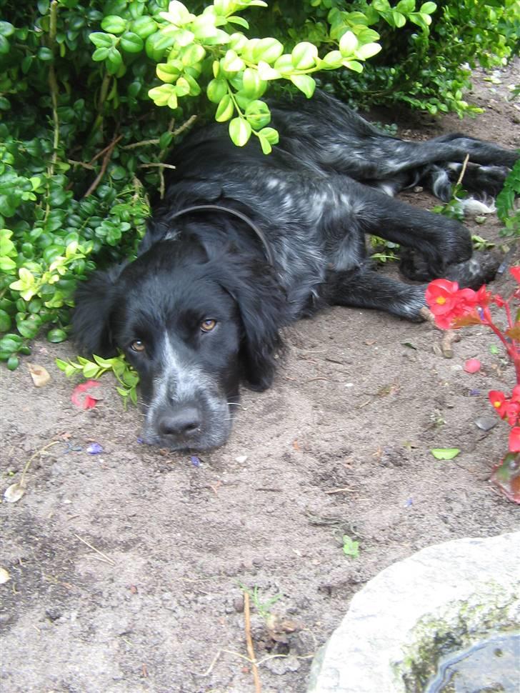 Grosser Münsterländer Bess - jeg tager mig lige en lur billede 2