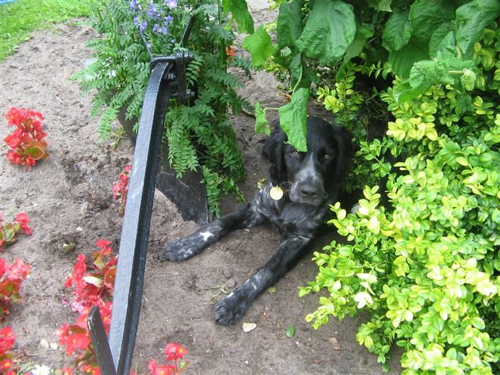 Grosser Münsterländer Bess - migg billede 3