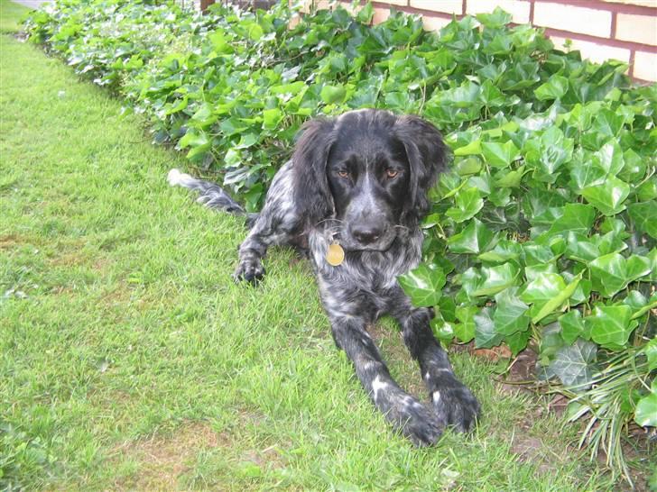 Grosser Münsterländer Bess - hej med dig billede 4