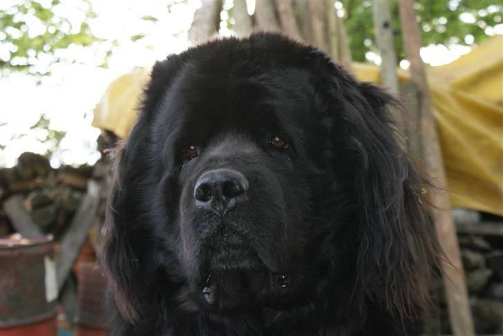 Newfoundlænder Tasso <3 R.I.P bedste! billede 14