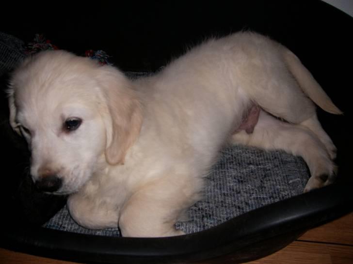 Golden retriever Thor billede 1