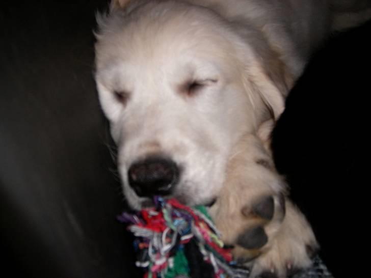 Golden retriever Thor billede 2