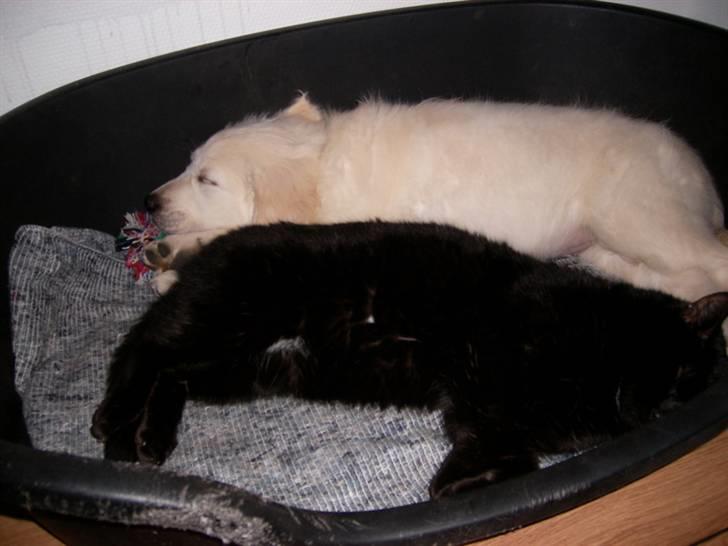 Golden retriever Thor billede 3