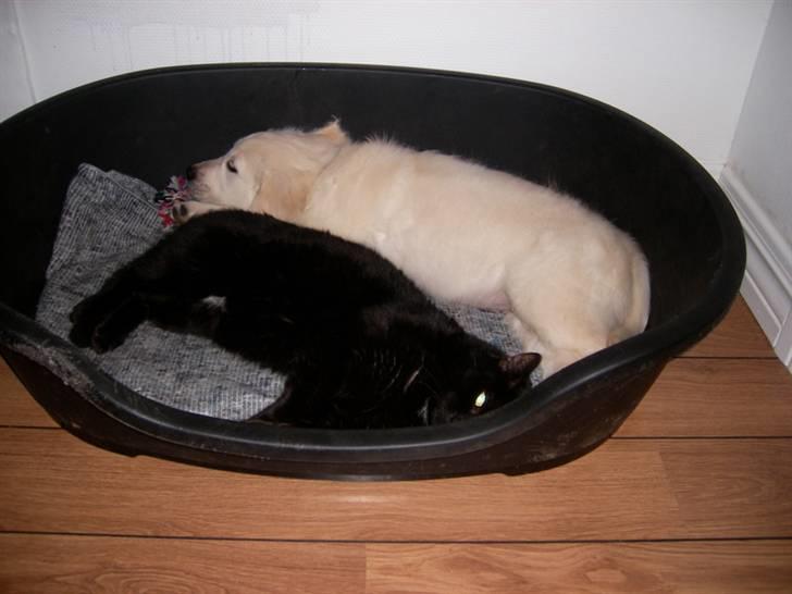 Golden retriever Thor billede 4