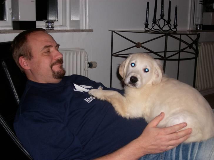 Golden retriever Thor billede 5