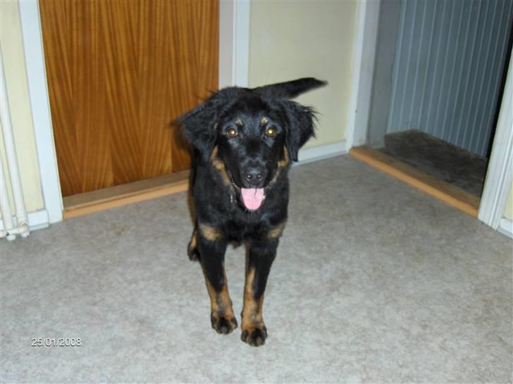 Blanding af racer bella billede 14