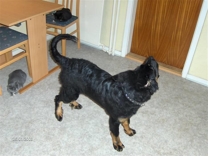 Blanding af racer bella billede 15