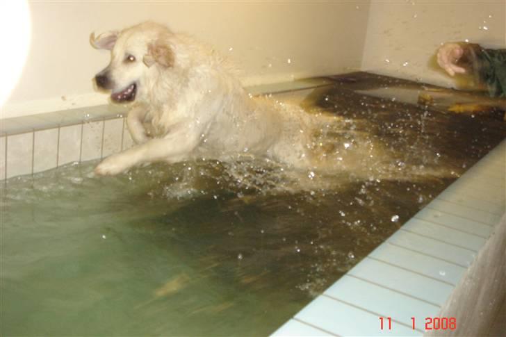 Golden retriever Rocko billede 11