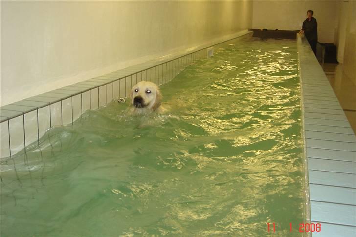 Golden retriever Rocko billede 12