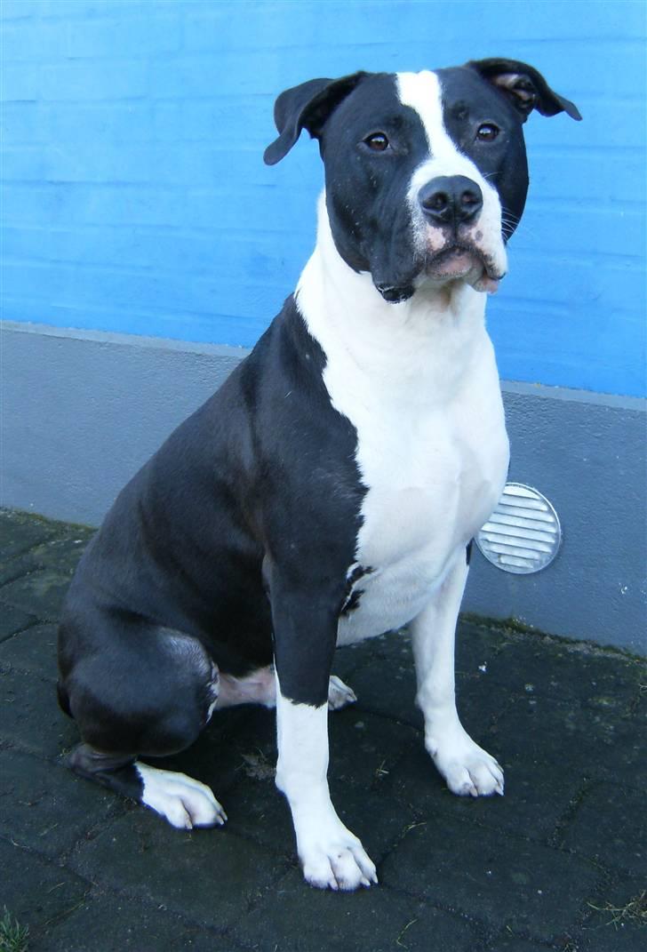 Blanding af racer Amstaff/AmBull Tyson - Taget idag den 9. jan. 2009.. billede 1