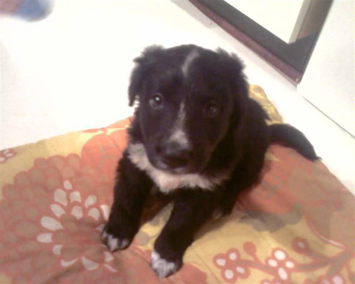 Blanding af racer Joey - Joey 5 uger gammel billede 4