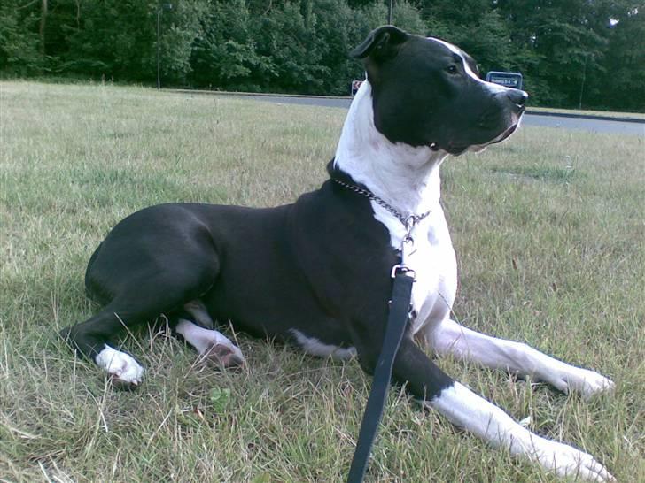 Blanding af racer Amstaff/AmBull Tyson - Hmm... Er det "Tante" Sarah som kommer nu???  billede 2