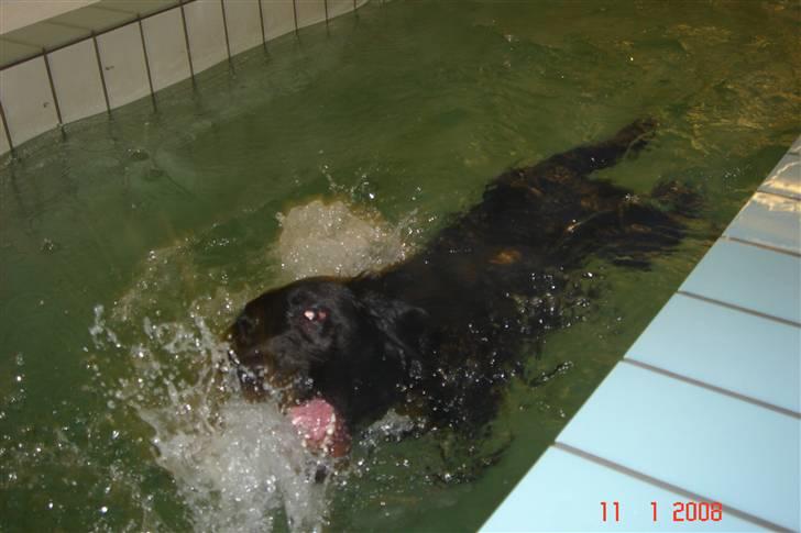 Labrador retriever Molly billede 9