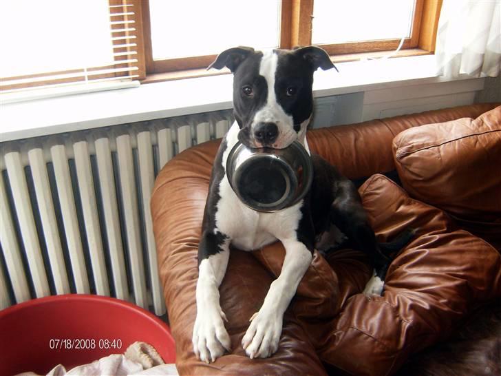 Blanding af racer Amstaff/AmBull Tyson - Mor, jeg er sulten... :-) billede 3