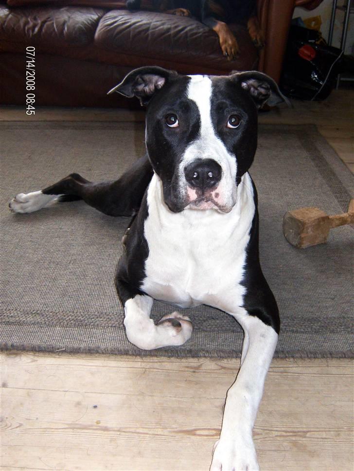 Blanding af racer Amstaff/AmBull Tyson billede 4