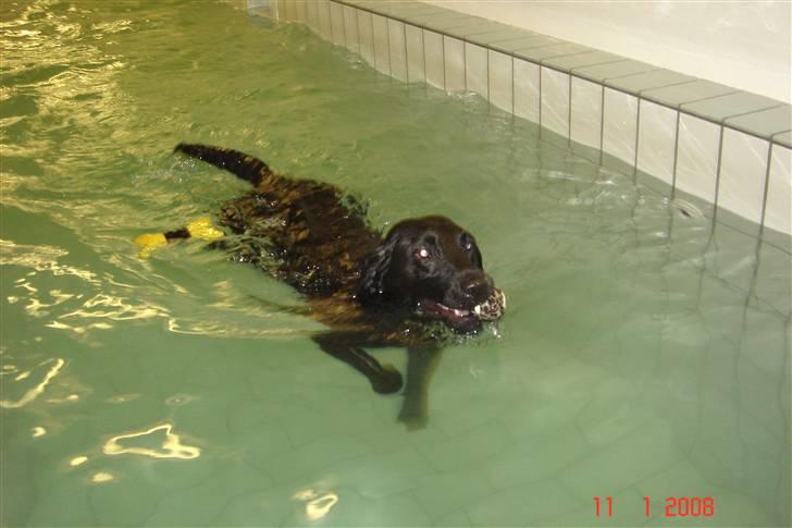 Labrador retriever Molly billede 11