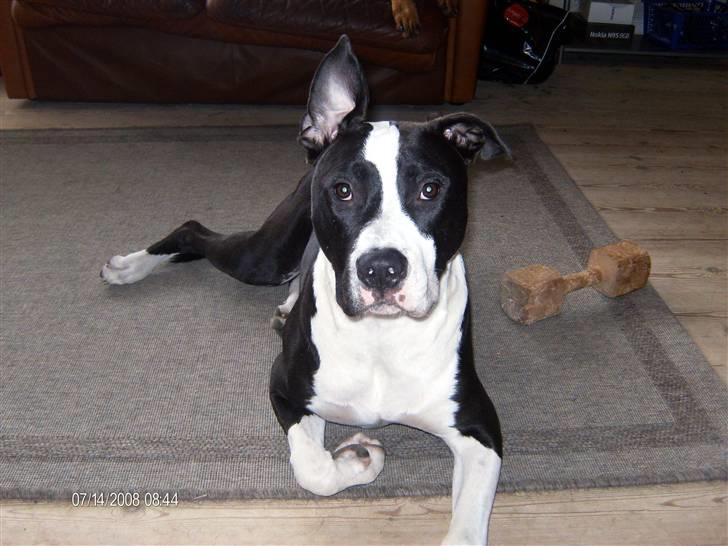 Blanding af racer Amstaff/AmBull Tyson - Ja jeg kan osse få det ene øre op og stå :-) billede 5