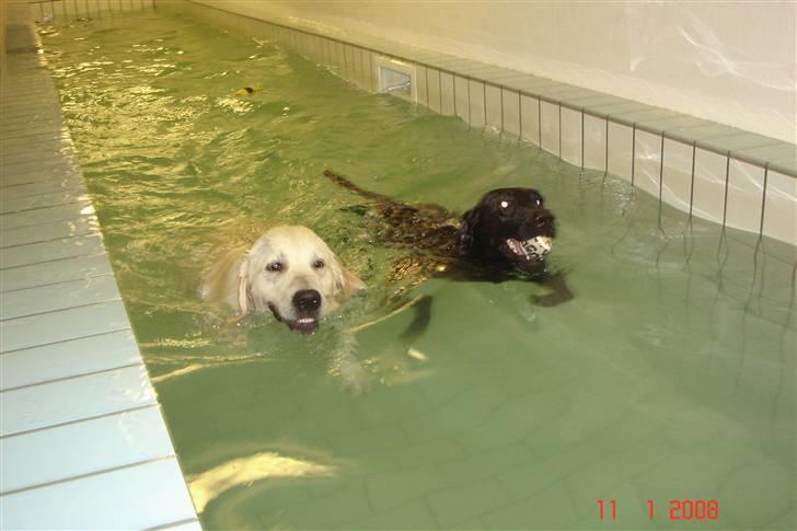 Golden retriever Rocko billede 13