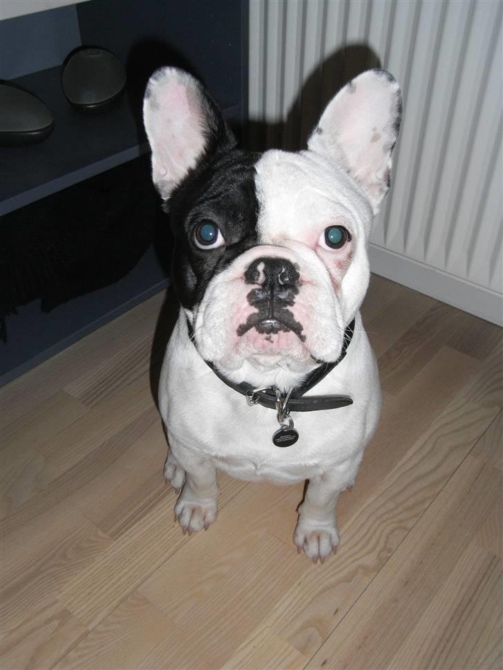 Fransk bulldog Tyson - 9 mrd gammel & 14 kilo. En dejlig dreng. billede 18