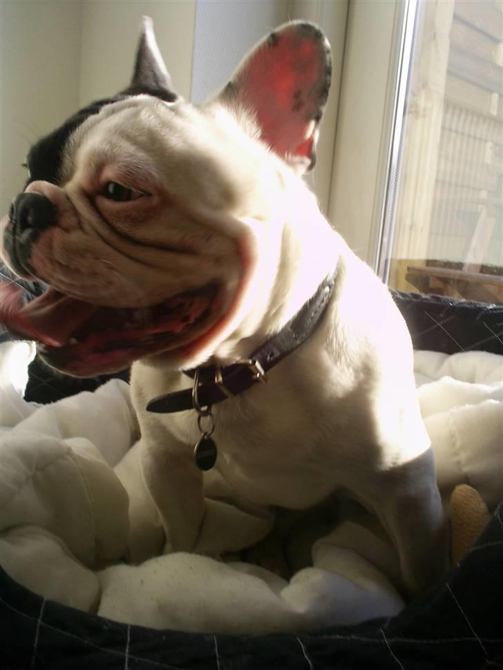 Fransk bulldog Tyson - Flotte fyr, 11 mrd. 14 kilo. billede 19