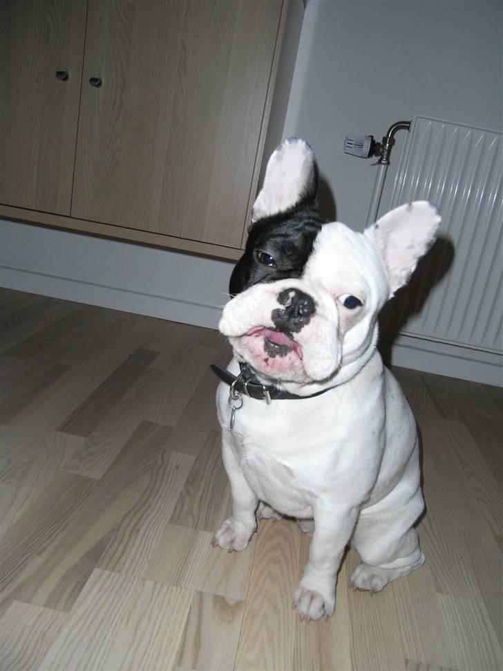Fransk bulldog Tyson - Se lige mig......  billede 20
