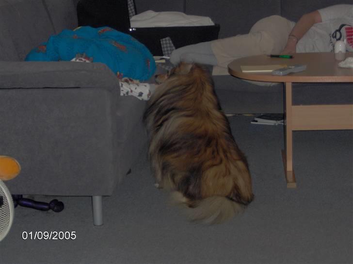 Shetland sheepdog Elvis - Holder lige øje med om der skulle blive plads til mig under dynen billede 4