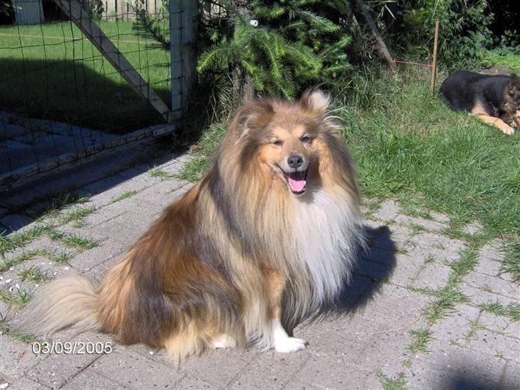 Shetland sheepdog Elvis - Er jeg ikke bare fantastisk flot... ?? billede 5