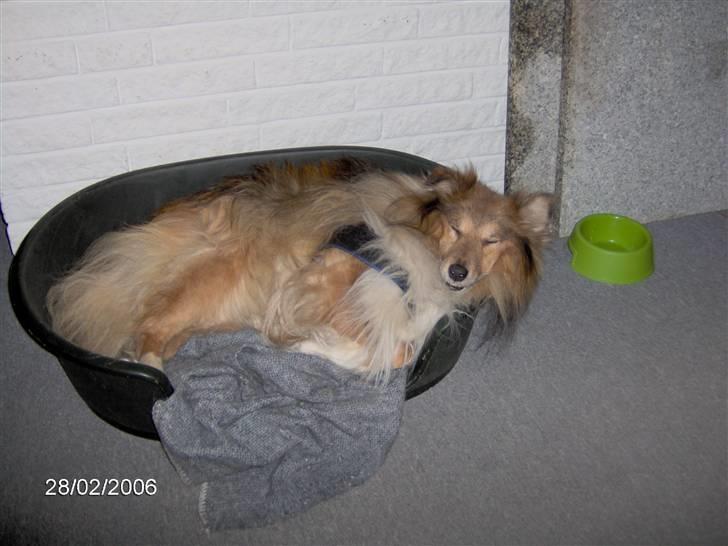 Shetland sheepdog Elvis - Sover lige - var så træt efter gå turen at jeg helt glemte at få selen af... billede 6