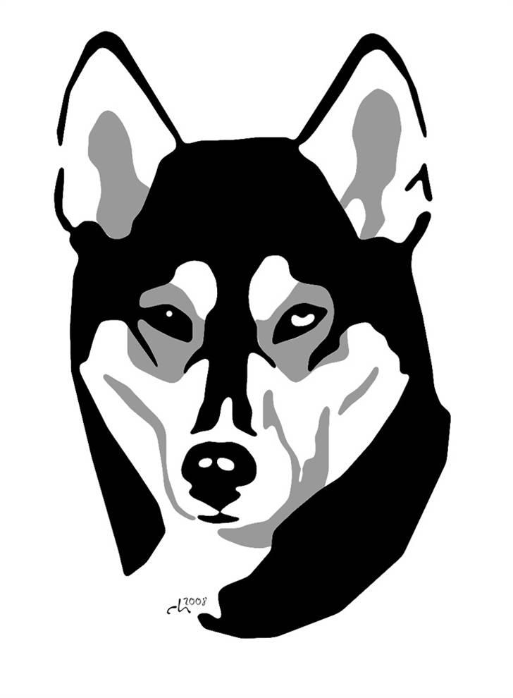 Siberian husky Caia billede 16
