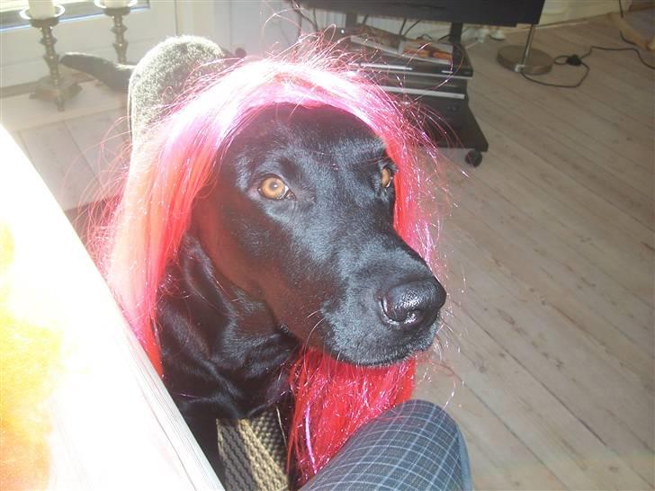 Labrador retriever Batmore-Zulu - Kan ii ikk lide mit hår? billede 17