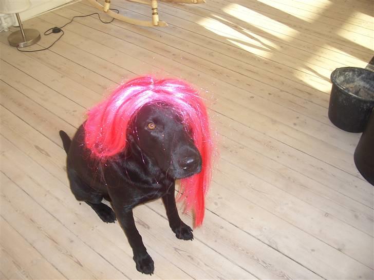 Labrador retriever Batmore-Zulu - Zulu altid med på moden billede 18