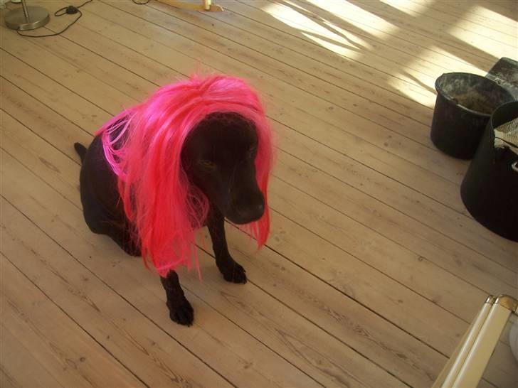 Labrador retriever Batmore-Zulu - Haha x) xD billede 19