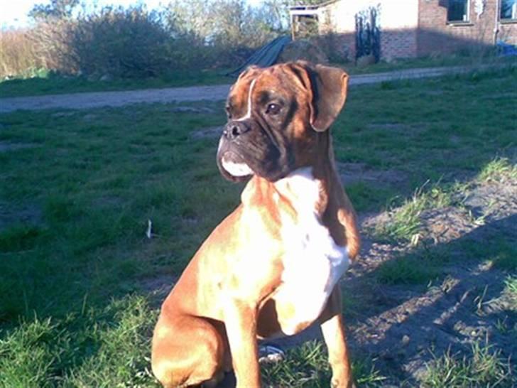 Blanding af racer Kenzo - Dette er Kenzos Far (Buster) billede 10