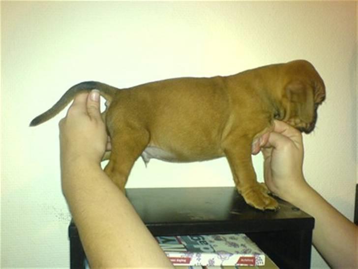 Blanding af racer Kenzo billede 11