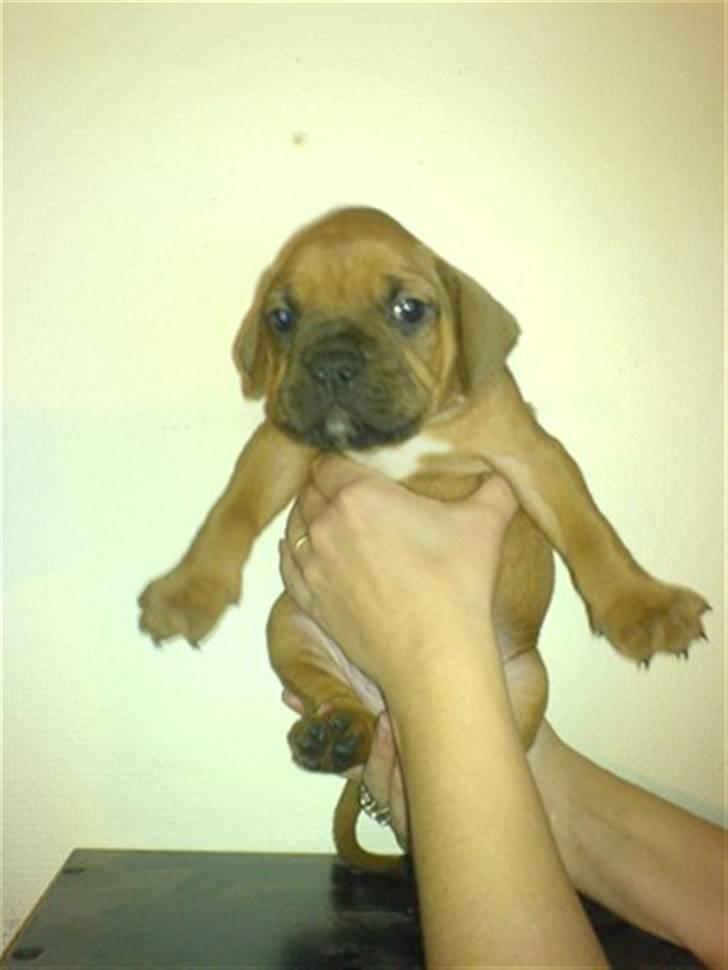 Blanding af racer Kenzo billede 12