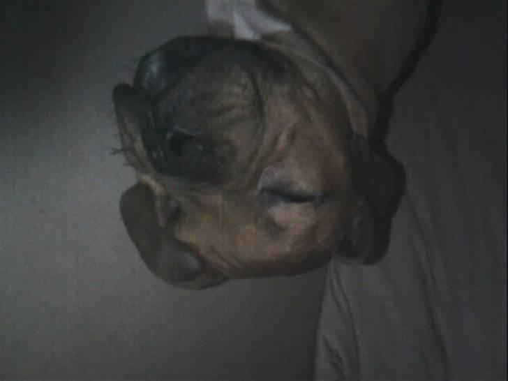 Blanding af racer Kenzo billede 13