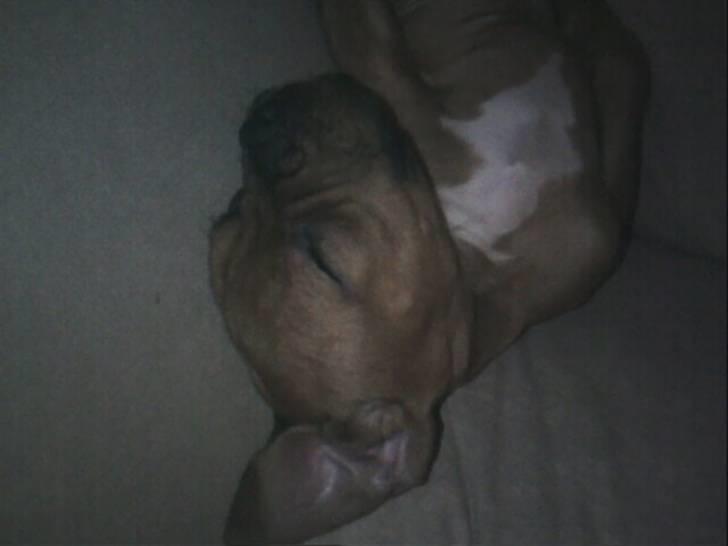 Blanding af racer Kenzo billede 14