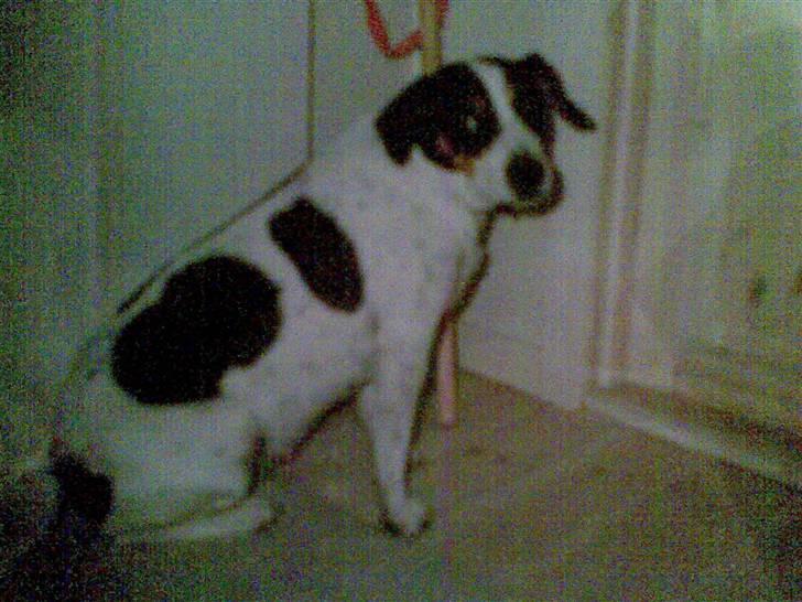 Dansk svensk gaardhund Daysi - Velkommen til Daysi´s profil. Kvaliteten på billederne er dårlige, men da Daysi ikke længere er min hund, er det her de eneste billeder jeg har og jeg har ikke mulighed for at tage andre eller nye billeder :D billede 1