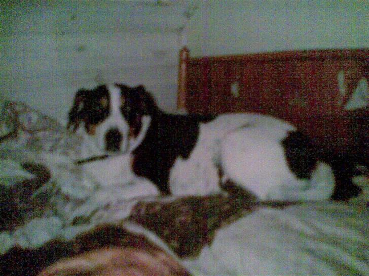 Dansk svensk gaardhund Daysi billede 2