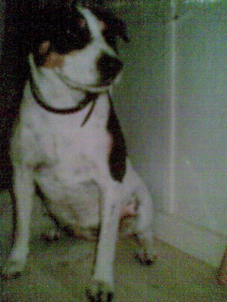 Dansk svensk gaardhund Daysi billede 3