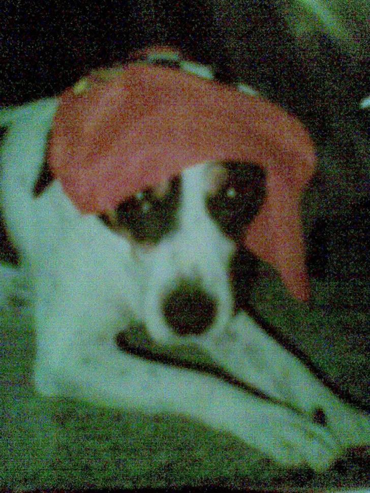 Dansk svensk gaardhund Daysi billede 4