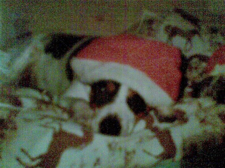 Dansk svensk gaardhund Daysi billede 5